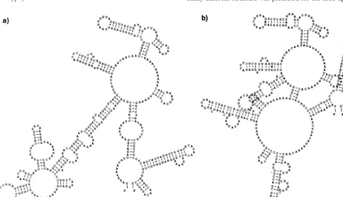 FIG. 3. Predicted RNA secondary structures formed by the complete 5�of two genotypes of DEN-2: sample 0131, representing the American genotype(a), and sample K0010, representing the Southeast Asian genotype (b)