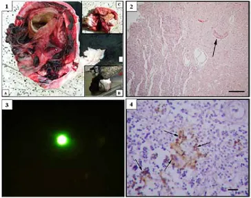 Table 3. Histopathological lesions in cattle naturally infected with akabane virus