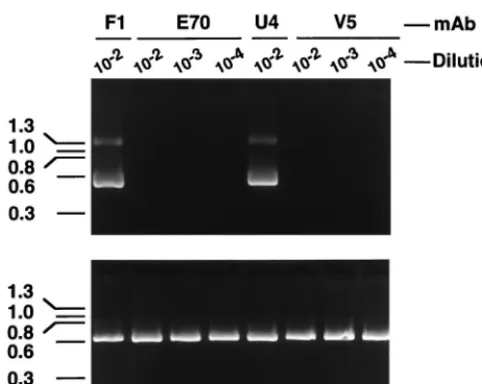 Fig. 1, the V5 and E70 ascites ﬂuids inhibited detection of theE1^E4 mRNA at dilutions of �1:10,000