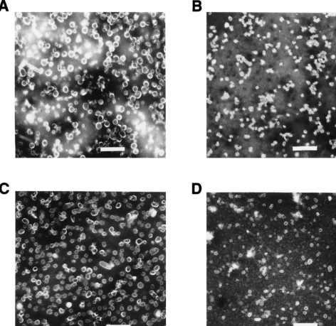 Figure 3 also shows that while the U4 and V5 MAbs boundefﬁciently to the GU-1 L1 VLPs, E70 failed to recognize this