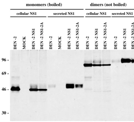 FIG. 1. Expression of DEN NS1 and NS1-2A. BHK-21 cells (mock infectedor infected with DEN-2 [MOI, 10] for 22 h) or BHK-SINrep21 derivatives were
