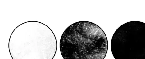 FIG. 2. DEN NS1 does not complement YF�10) for 1 h. The inoculum was removed, the cells were brieﬂy rinsed with PBS, and fresh growth medium was added