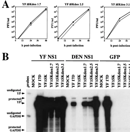 FIG. 5. YF�2 to 7), DEN NS1 (lanes 8 to 13), or GFP (lanes 14 to 19) were infected with the indicated viruses (MOI, 10)