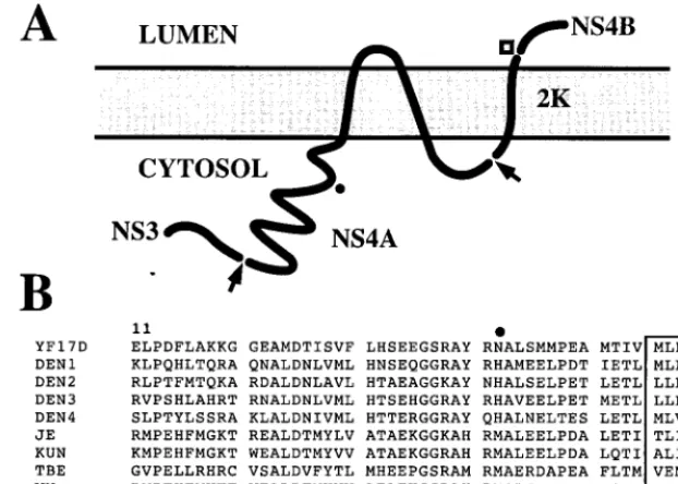 FIG. 8. Model of NS4A topology and secondary structure. (A) The topology of NS4A/2K was modeled as described in Materials and Methods