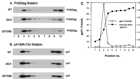 FIG. 6. Effects of MA mutations on Gag membrane binding analyzed by membrane ﬂotation centrifugation