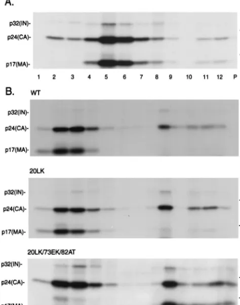 FIG. 7. Sucrose gradient analysis of wt and mutant virions before (A) andafter (B) detergent treatment