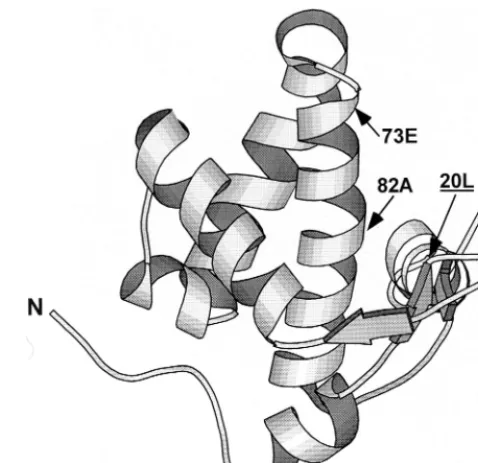 FIG. 10. Position of residues 20, 73, and 82 in the MA structure. Residue 20is underlined; the N terminus of MA is indicated by the letter N