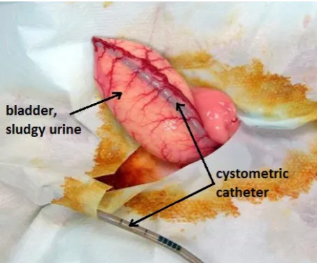 Figure 8. Intraoperative photo of rabbit bladder, “sludgy urine” and catheter for cystometry inside