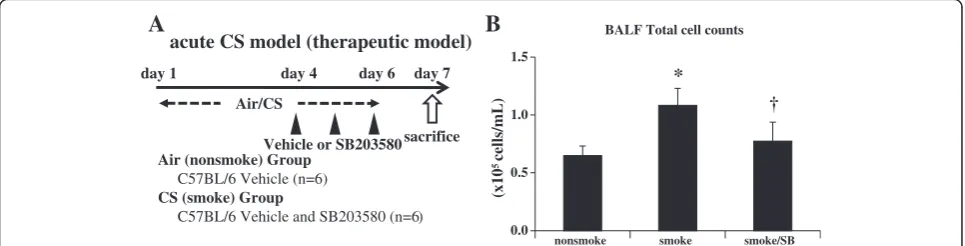 Figure 3 Acute cigarette smoke model (prophylactic model). A. To explore the effects of a specific p38 MAPK inhibitor, C57BL/6 mice wereexposed to air or CS for 3 days, and were treated by intra-peritoneal injection with vehicle (dimethysulfoxide) or SB203
