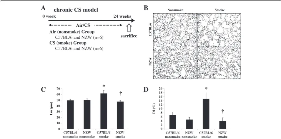 Figure 5 Chronic cigarette smoke model. Astudy (n = 6).and destruction were evaluated by Lm and DI respectively