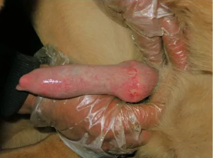 Figure 4. Surgical wounds five weeks after surgery