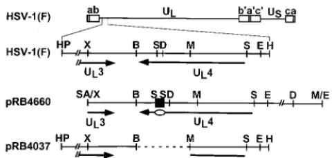 FIG. 2. Immunoblots of electrophoretically separated proteins. HEp-2 cellswere mock infected or exposed to 10 PFU of the indicated virus per cell.