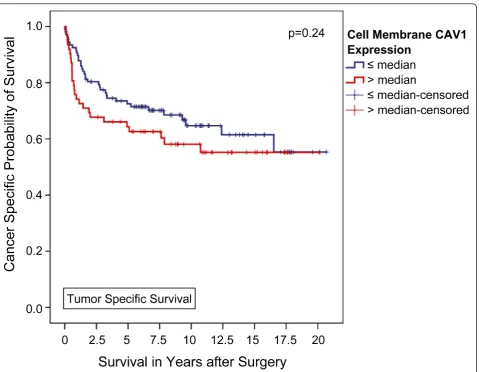 Table 3 Multivariable Cox regression analysis identified an elevated CAV1 staining value in the tumor cytoplasm as anindependent predictor of tumor specific survival.