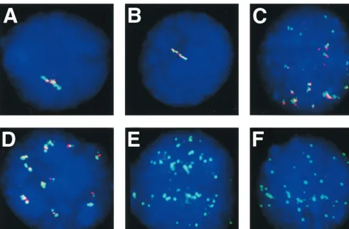 FIG. 3. Nuclear EBV-speciﬁc RNA detection in LCLs and in type I and type III BL cells