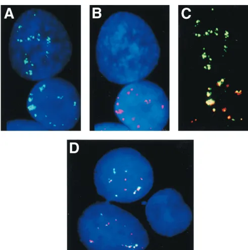 FIG. 4. Heterogenous EBV RNA expression in LCLs. The Bama proportion of the cells may shift from a type III to a type I program