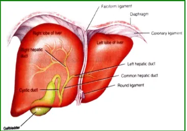 Fig. 1 Anterior view of liver (Tortora and Derrickson, 2006) 