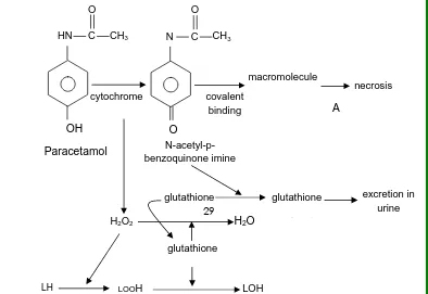Fig. 4 Mechanisms involved in the hepatotoxic action of paracetamol 