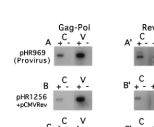 FIG. 2. RT-PCR analysis of total poly(A)-selected cellular (C) and virionRNA (V) isolated from CMT3-COS cells transiently transfected with the indi-