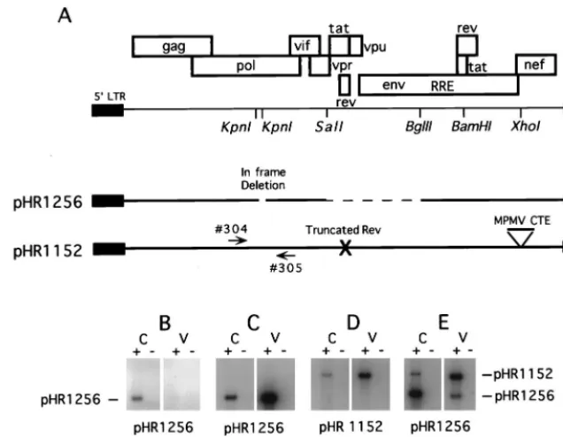 FIG. 3. Packaging from plasmids expressing RNA with nucleotide changes in TAR. (A) Schematic representations of the TAR regions from 12 plasmids