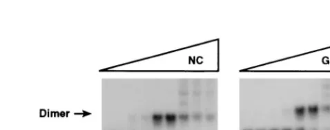 FIG. 3. Dimerization of HIV 1-331 transcripts in the presence of Gag or NC.P-labeled HIV-1 1-331 RNA, prepared as described in Materials and Methods,