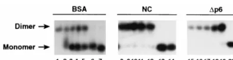 FIG. 5. Placement of tRNA3HIV-1 1-331; 4, tRNA plus 6Materials and Methods. Size of the labeled DNA product was determinednt compared with labeled DNAs of known sizes (data not shown)