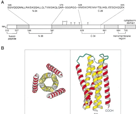 FIG. 1. An �ectodomain, the locations of the N-36 and C-34 peptides, and the amino acid sequences of the N-34 and C-28 peptides are shown