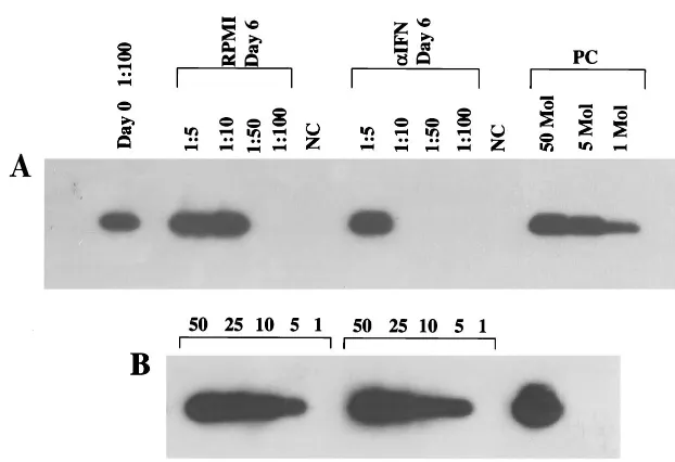 FIG. 6. HHV-8 DNA load in pBMC from an AIDS-KS patient before (day 0) or after (day 6) culture in the presence (�IU/ml)