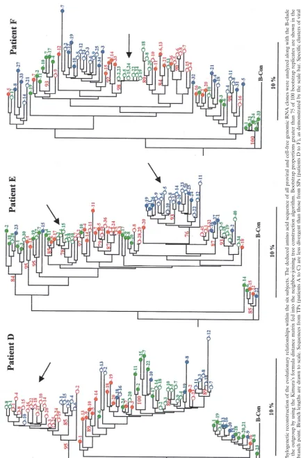 FIG. 2. Phylogenetic reconstruction of the evolutionary relationships within the six subjects