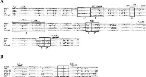 FIG. 7. Alignment of HEMV U3 sequences. (A) The U3 region of the HEMV provirus was obtained as described in the text and is aligned with the correspondingsequences from the X-IV (Mxv11), X-I (NFS-Th-1) (28), P-I (MX27) (49), and ecotropic (Akv) (58) provir