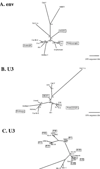 FIG. 8. Phylogenetic analysis of the nonecotropic U3 proviruses. Unrooted phylogenetic trees for the envC leukemia viruses were estimated by neighbor joining