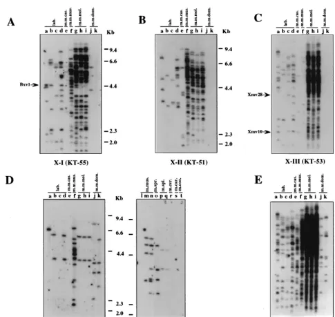 FIG. 4. Distribution of xenotropic MLV-related proviruses in wild mice. Analysis of Pvumolossinusgels with an X-I-speciﬁc oligonucleotide probe (KT-55) (A), an X-II-speciﬁc oligonucleotide probe (KT-51) (B), an X-III-speciﬁc oligonucleotide probe (KT-53) (