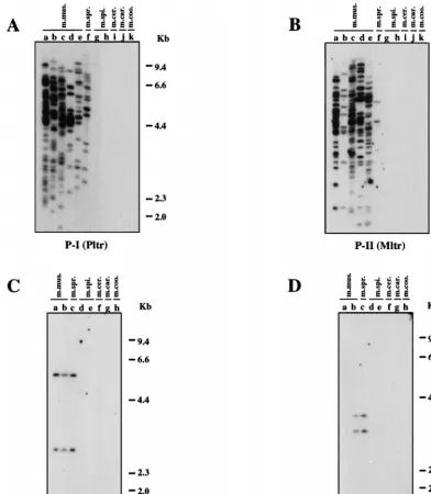 FIG. 5. Distribution of polytropic MLV-related proviruses in wild mice. Analysis ofII-digested mouse DNAs was performed by hybridization of the DNA inSPRET/Ei (i,dried agarose gels with the P-I-speciﬁc oligonucleotide probe (Pltr) (A), the P-II-speciﬁc oli