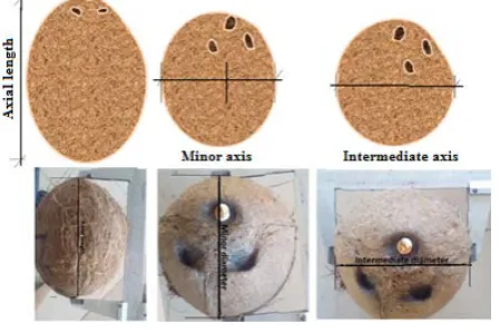 Figure 3. The three principal dimensions of coconut 