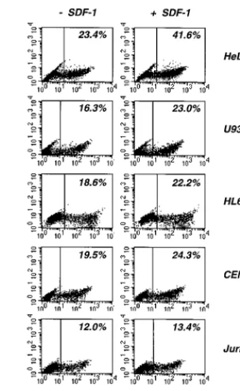 FIG. 4. Analysis of HIV-1 infection in the presence of SDF-1 in various celllines. HeLa CD4 cells (clone P4), U937 and HL60 monocytic cells, and