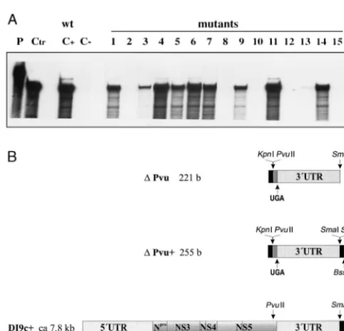 FIG. 1. (A) Primary structure of the 3� UTR of BVDV DI9c RNA. Thenumbers above the nucleotide sequence represent the coordinates utilized