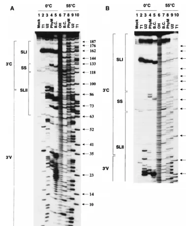 FIG. 2. Enzymatic probing of the BVDV DI9c 3�within the native molecule that are monitored in lanes 2 to 5; lane 1, control incubation of(Mock); lane 6, RNA ladder obtained by alkaline hydrolysis (OH)