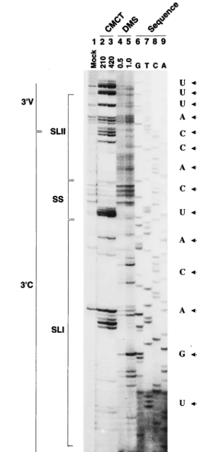 FIG. 3. Chemical probing of the BVDV DI9c 3�position in the RNA template. As in Fig. 2, borders of the variable (3ture