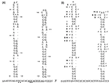 FIG. 4. Secondary-structure model of the 3 ends of this region (positions 56 to 62 and 189 to 192, respectively) which were foundto be single-stranded