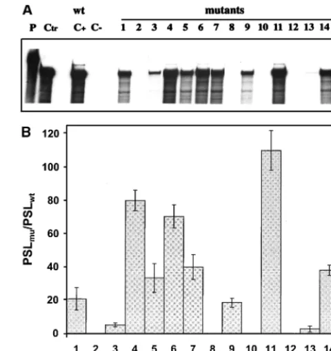 FIG. 5. Mutagenesis of the 3�drawing of the diverse mutations which were introduced into the 3RNA is shown