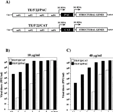 FIG. 2. Puromycin as a dominant selectable marker. (A) Double subgenomic (SG) promoter constructs expressing either CAT (pTE/5�5protein-coding region (STRUCTURAL) and are therefore capable of making infectious virus