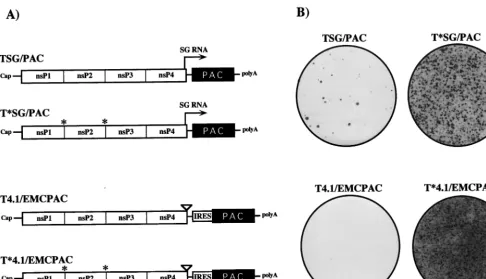 FIG. 3. Replicon constructs. (A) Schematic of SIN replicon RNAs expressing PAC. PAC is expressed either by synthesis of a subgenomic (SG) mRNA (arrow) orby internal translation initiation mediated by an IRES derived from EMCV