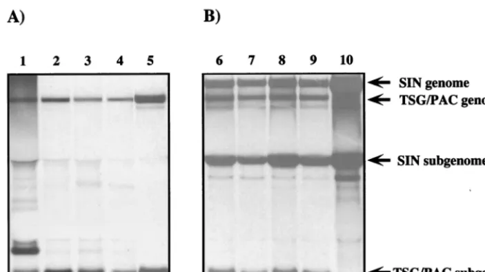 FIG. 4. Analysis of SIN RNAs in Purrﬂuorographed and exposed for 60 h. Lanes 5 to 10 contain RNAs isolated from 10To provide a control for replicon genomic and subgenomic RNAs, BHK-21 cells were infected at a high multiplicity (10 infectious units/cell) wi