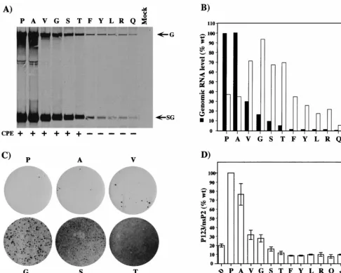 Figure 7D shows a summary of the values obtained from threeindependent experiments. Remarkably, we observed a gen-eral correlation between P123 hyperprocessing (Fig
