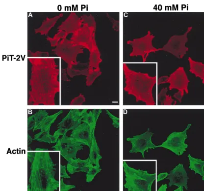 FIG. 2. Effects of extracellular [Pifor intracellular actin ﬁlament structure with phalloidin-FITC (B and D)
