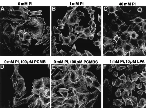 FIG. 3. Effects of extracellular [Pthe indicated conditions for 30 min, stained with phalloidin-FITC, and examined by ﬂuorescence microscopy