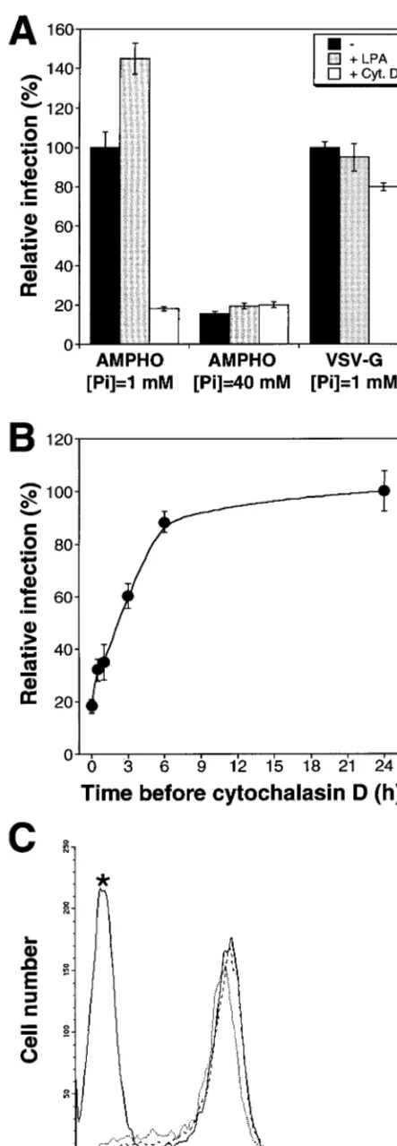 FIG. 5. Effects of extracellular [P] and of drugs modifying the actin networkken line, LPA (10Virus envelope binding assay