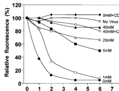 FIG. 7. Internalization of PIT-2 in response to A-MLV exposure. CHO-PIT-2V cells were incubated at the indicated [Ppanels) or exposed (right panels) to medium containing A-MLV particles (MOI, 3) and soluble envelopes for the last 2 h