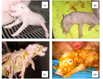 Figure 3. Degree of meconium staining of skin in newborn piglets; normal (without staining) (Aate (), light (B), moder-C), severe (D)