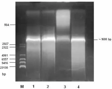 Figure 1. Confirmation of the cloning of TaLines: M = marker, 1,2,4 = positive results, 3 = negative LDH by PCR