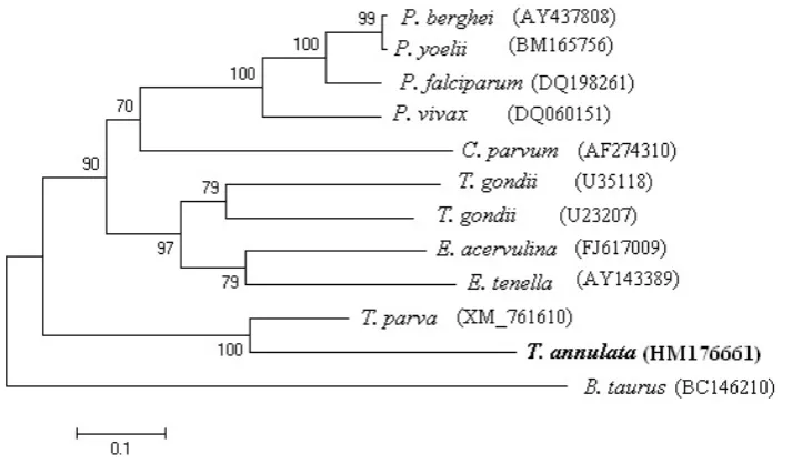 Figure 3. 3D view of T. annulata LDH (a) and B. taurus LDH (b). Borders of the substrate specificity loop (101–109) shown by white arrows (a and b), five amino acid insertion in the substrate specificity loop of TaLDH shown in yellow (a)